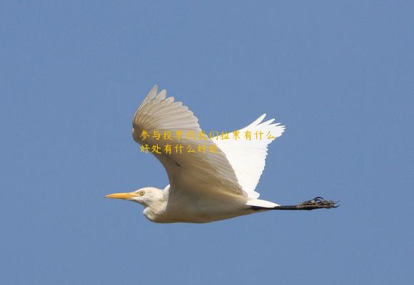 参与投票找我们拉票有什么好处有什么好处